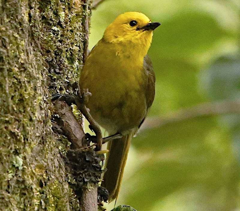 Mohua perched on a branch