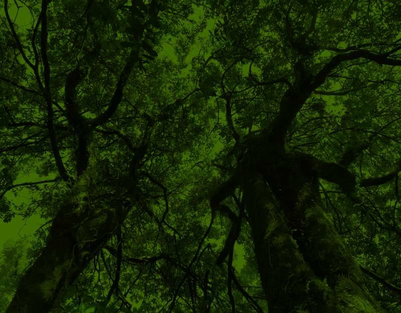 A from the ground view of some tawa tree canopies