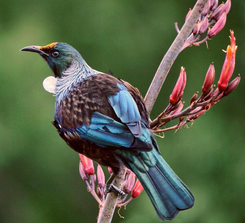 a tui feeding on flax bush flowers