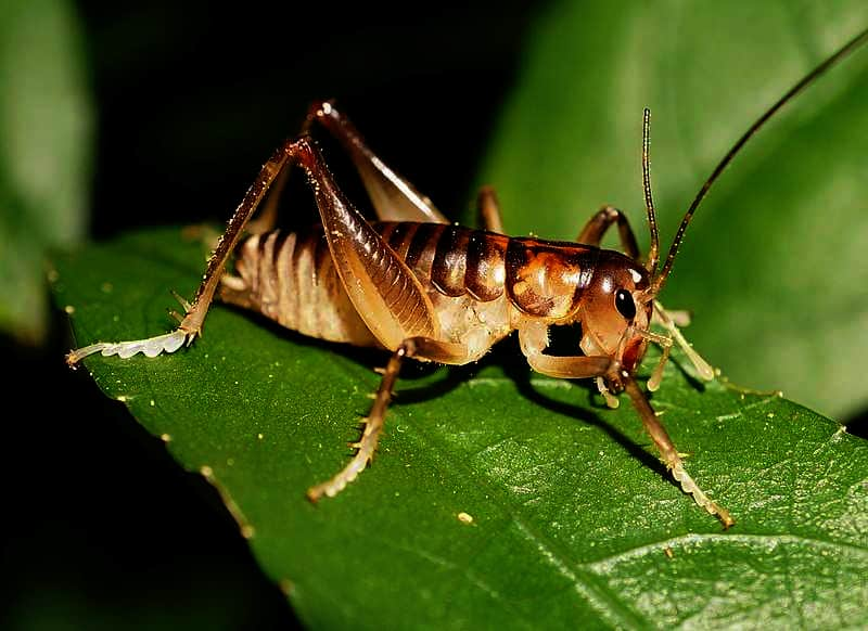 weta on a leaf