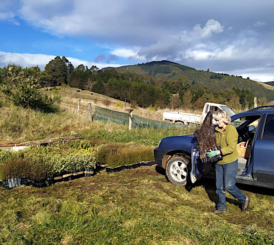 A picture of Christie unloading plants from the passenger seat of Lindy's car