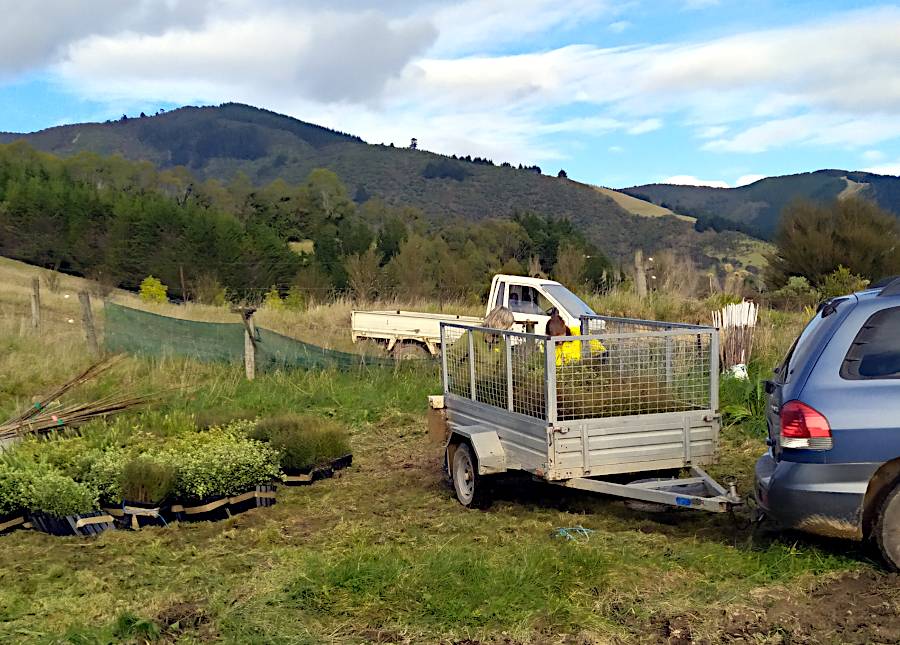 A picture of Christie unloading the trailer which has been backed up so it is near the trough