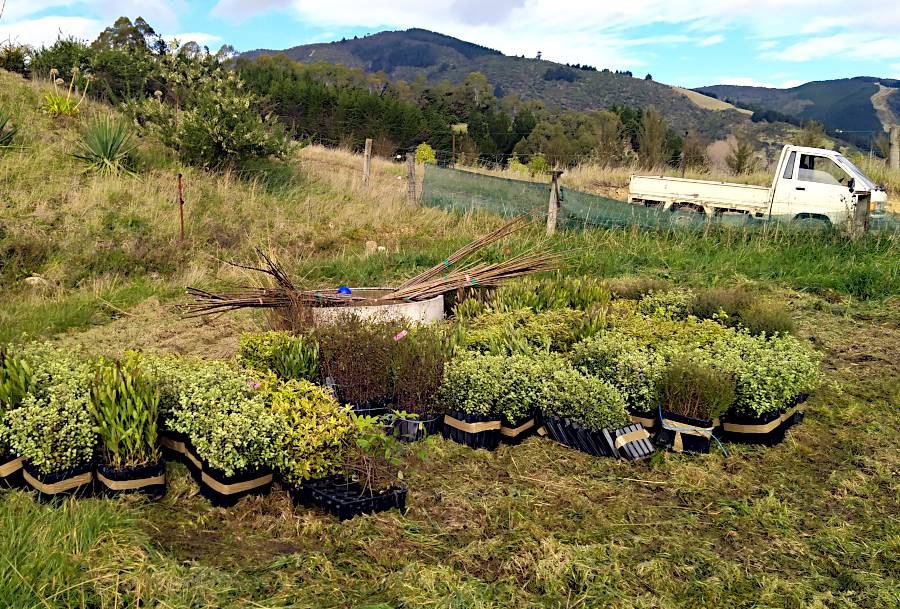 A picture of the plants arranged next to the cattle trough and willow sticks laying across and half in the trough