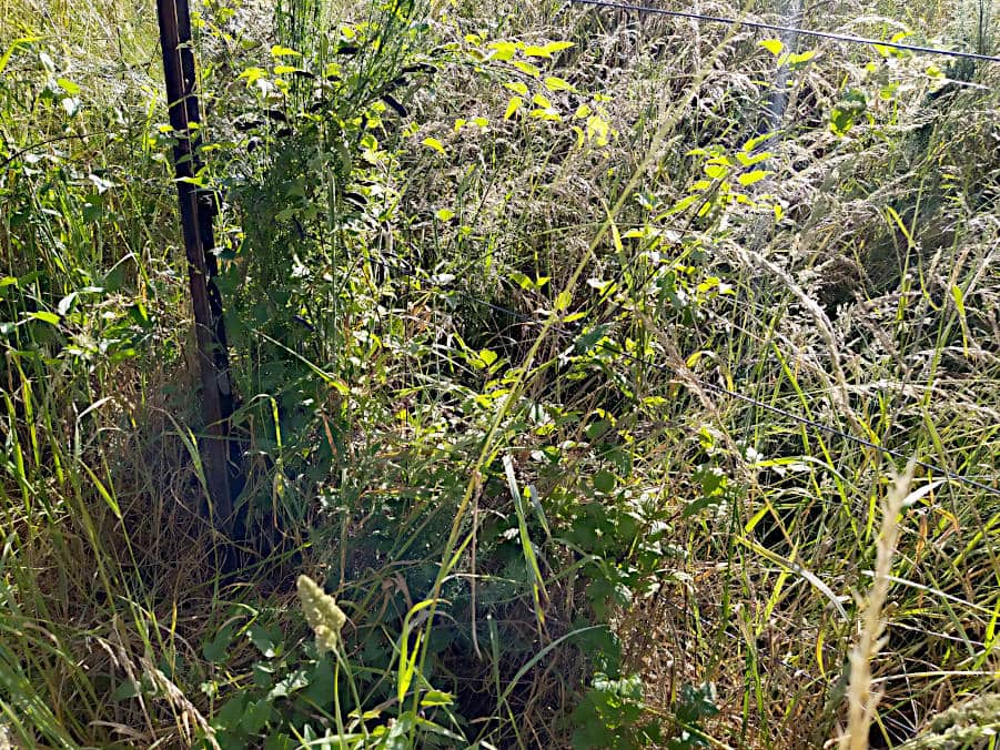 Before shot: Weeds on a fence