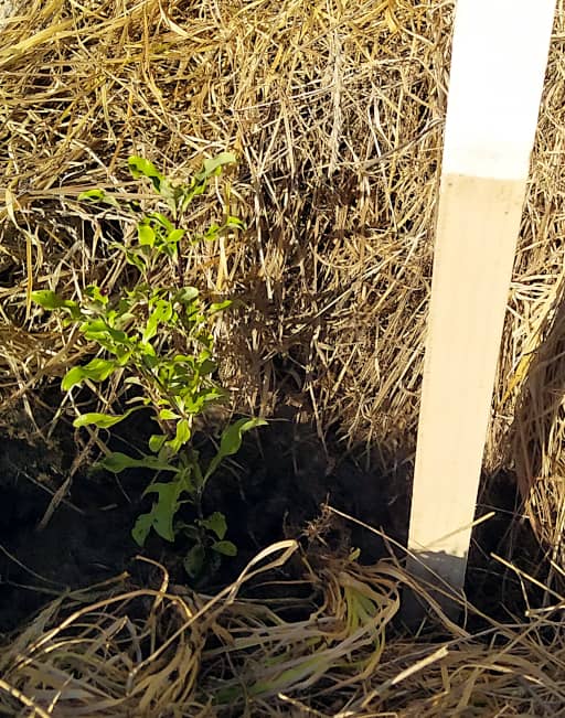 A pittosporum planted beside a stick