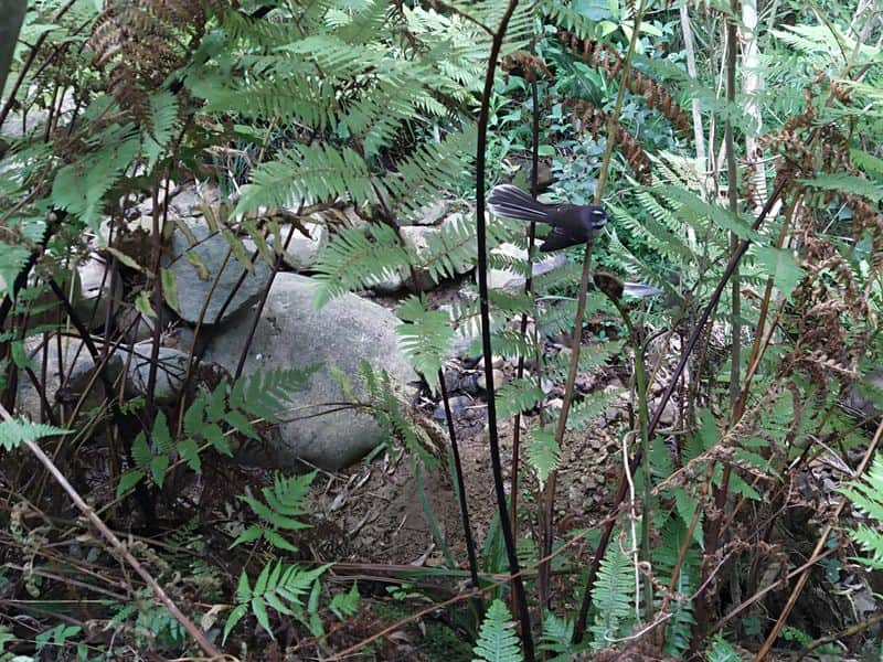 A fantail on a Punga fern branch in the (dry) creekbed.