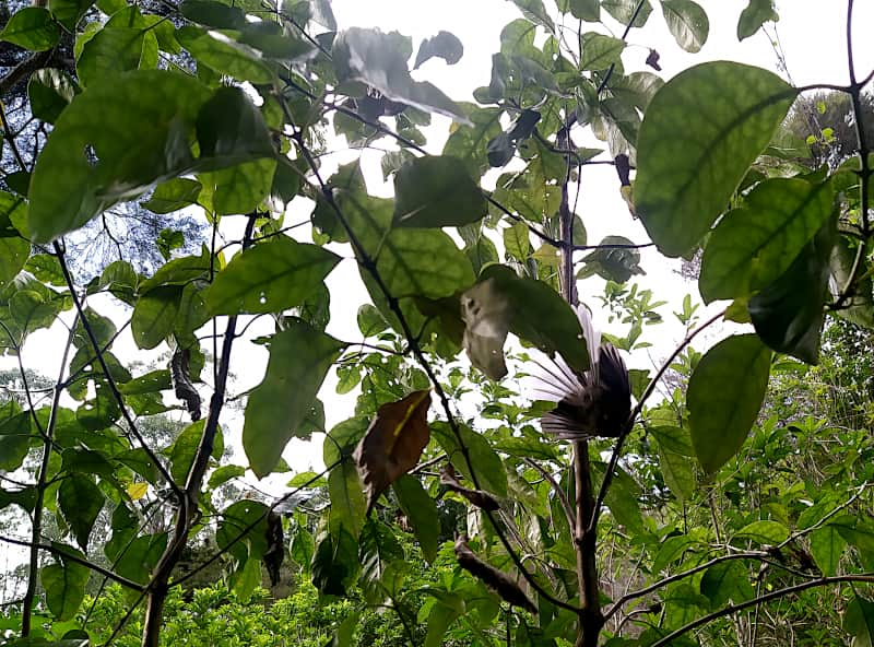 A picture of fantail in upsidedown orientation