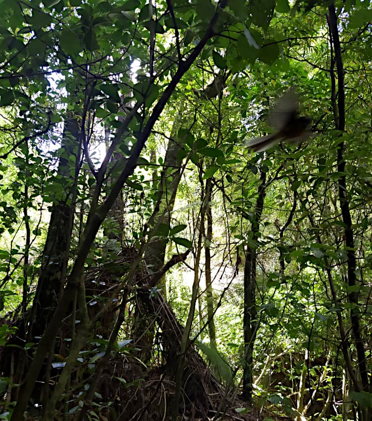 A fantail flying through the bush in a blur of motion