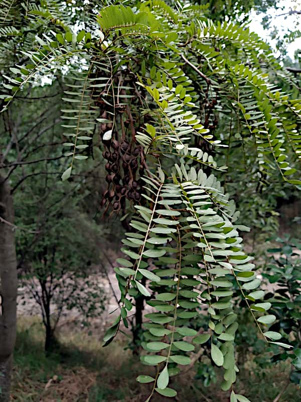 Kowhai seed pods