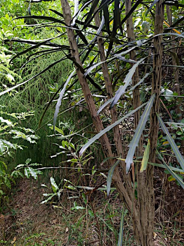 
A healthy juvenile Lancewood, with a Rimu in the background