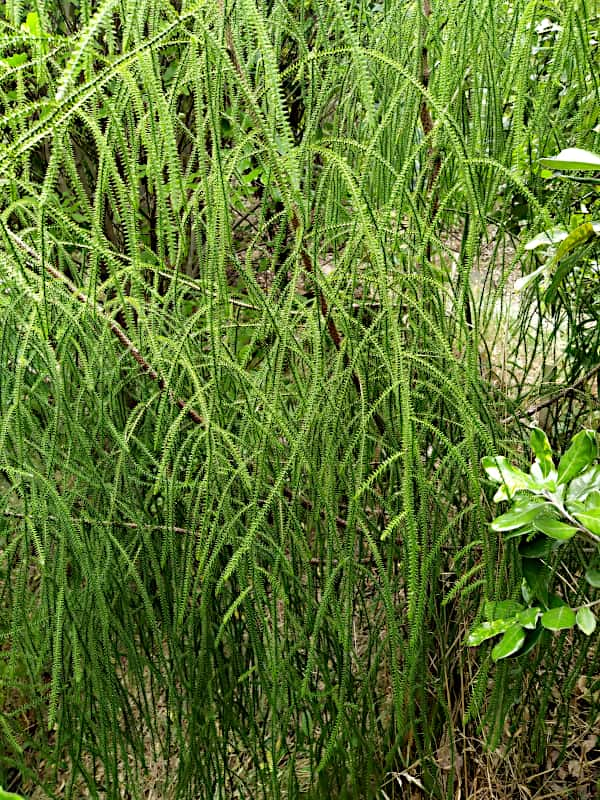 A close up of fine cascading rimu leaves