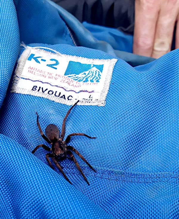 A large spider on a blue backpack