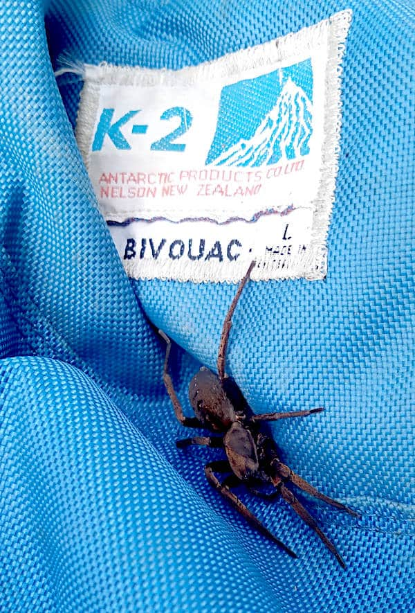 A large spider on a blue backpack