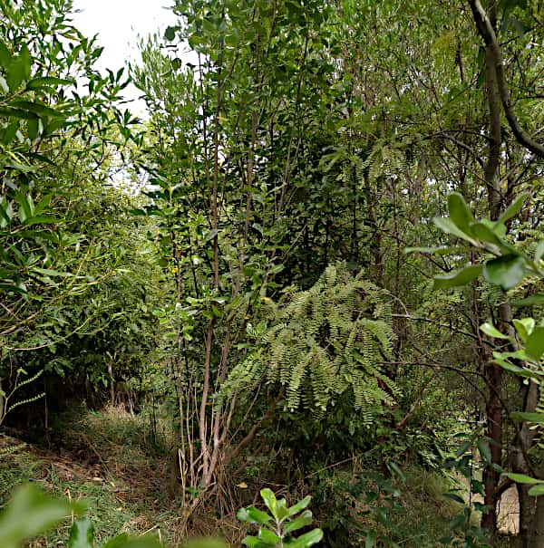 A selection of native trees