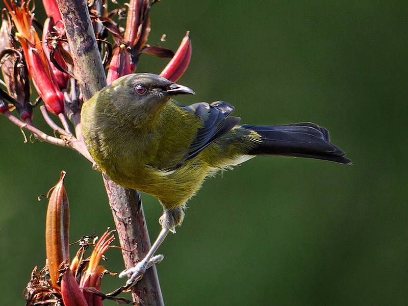 Bellbird on a flax bush