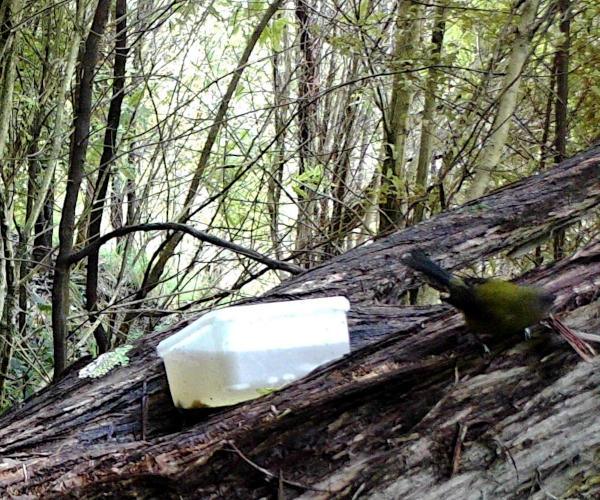 Picture of a bellbird