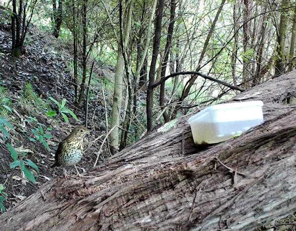 Picture of a thrush