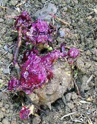 Picture of bramble crown treated with cut-n-paste