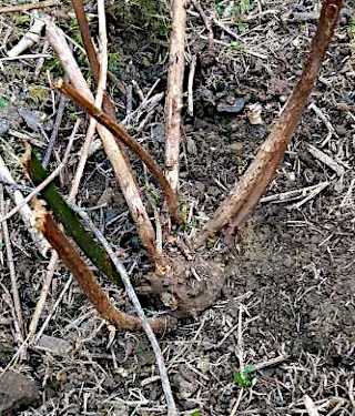 Picture of bramble crown bared