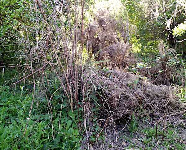 Picture of gorse and brambles