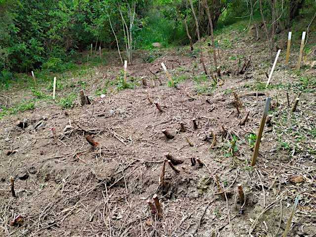 Picture of gorse and bramble slope cleared