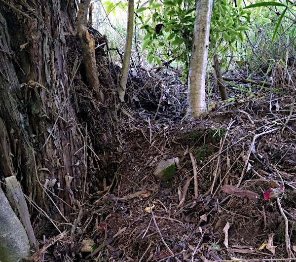 Picture of the base of a kanuka tree that is clear of vines