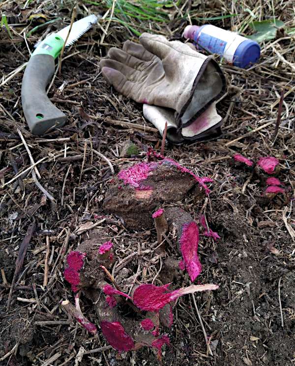 Picture of a pruning saw, leather gloves, a bottle of poison and poisoned banana passionfruit stumps