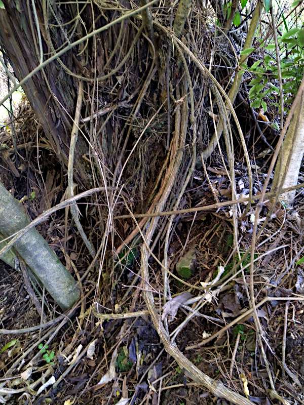 Picture of old man's beard vines growing up from the base of a kanuka tree