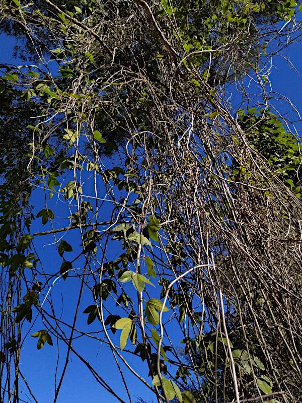 Aother picture of passionfruit vines hanging from trees