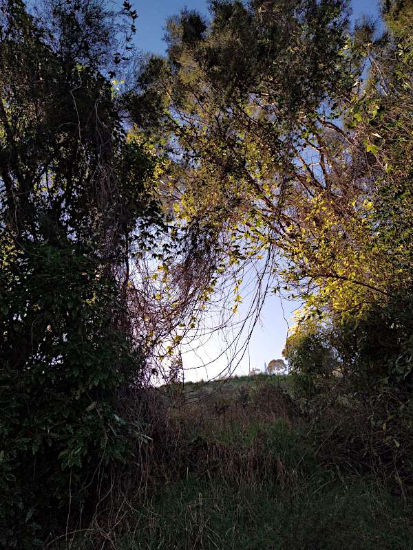 Picture of passionfruit vines hanging from trees