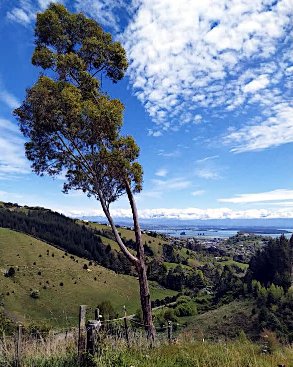 View from the lookout towards Stoke and the Waimea Estuary