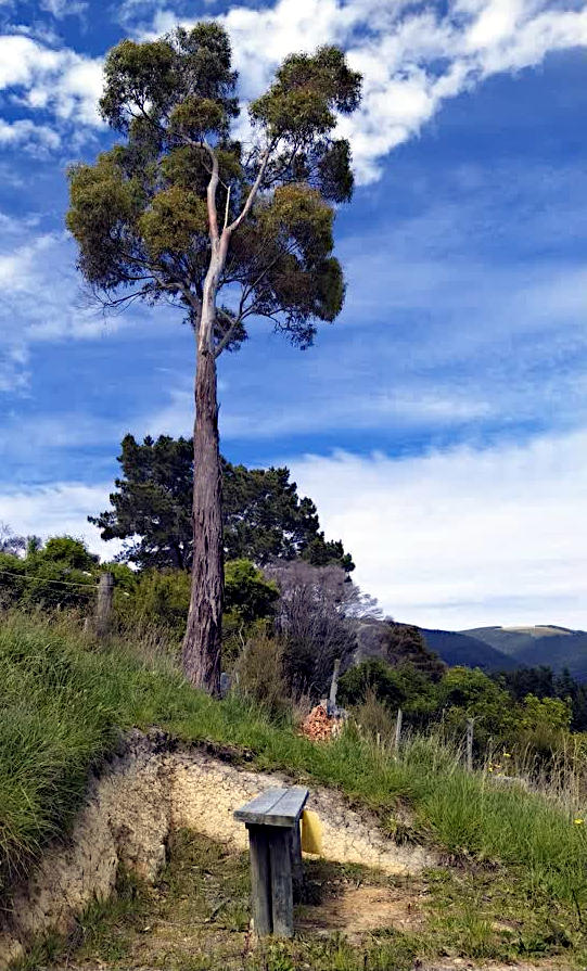 The East Bush lookout