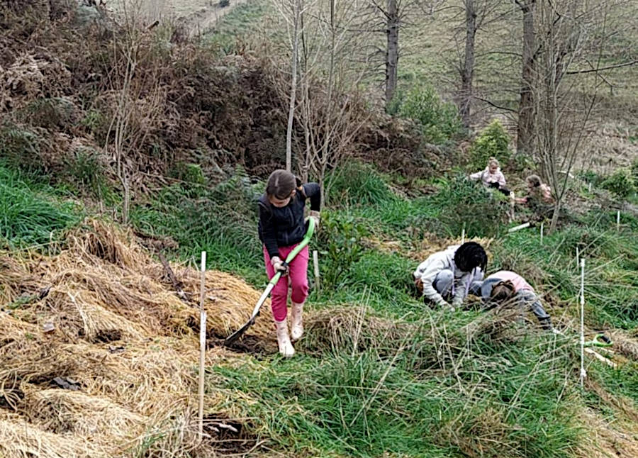 the grass had been sprayed with weedkiller to make it easier to dig holes in which to plant