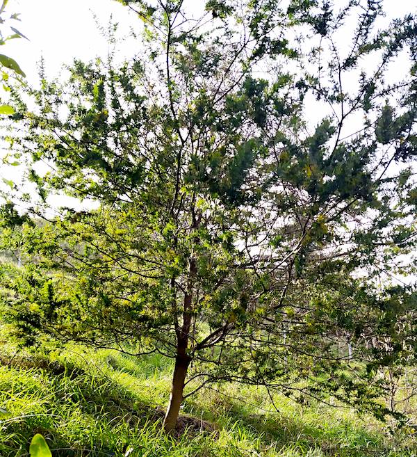 Picture of an Australian Blackwood tree