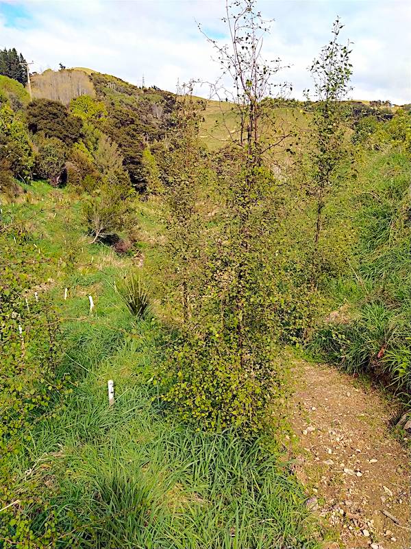 Picture of a group of ribbonwood trees