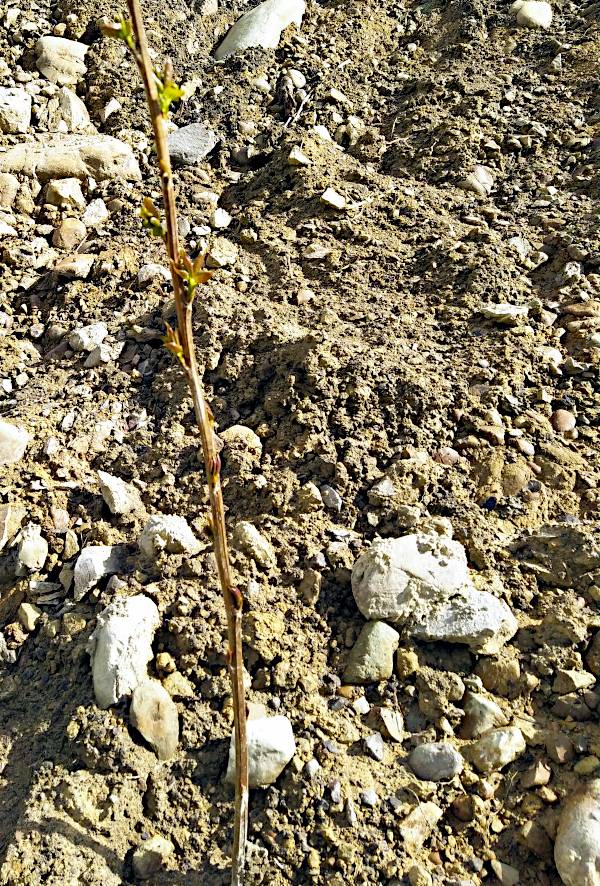 Picture of a poplar sappling with new leaves showing