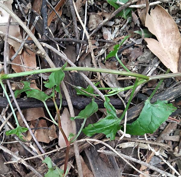 Climbing dock leaves