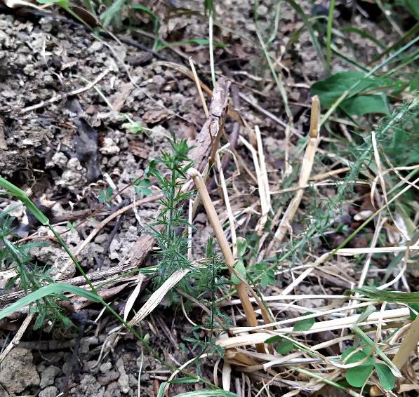 Gorse seedlings