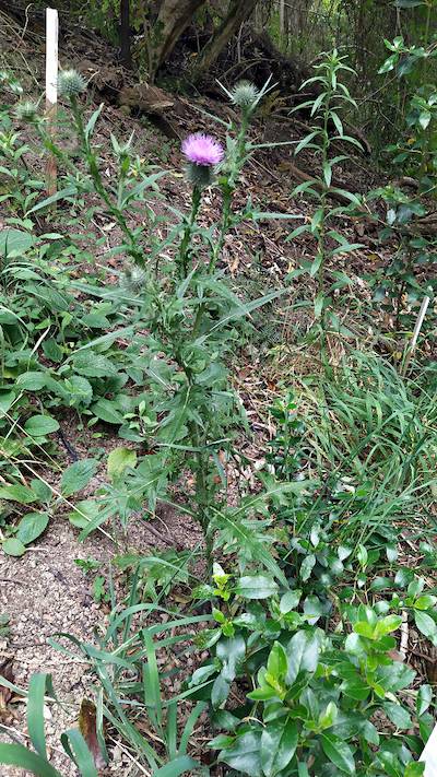 Thistle plant