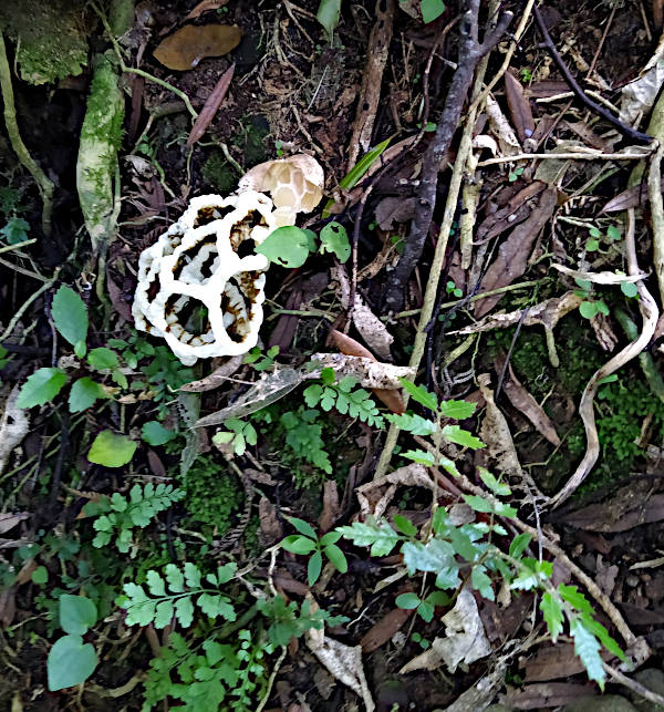 A picture of a basket fungi growing on the bush floor