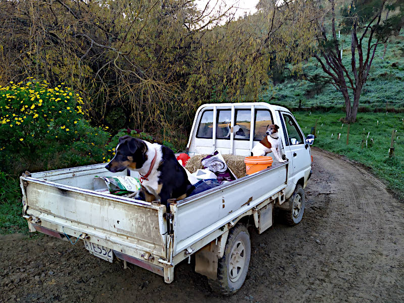 Kai and Barney ready to go to work