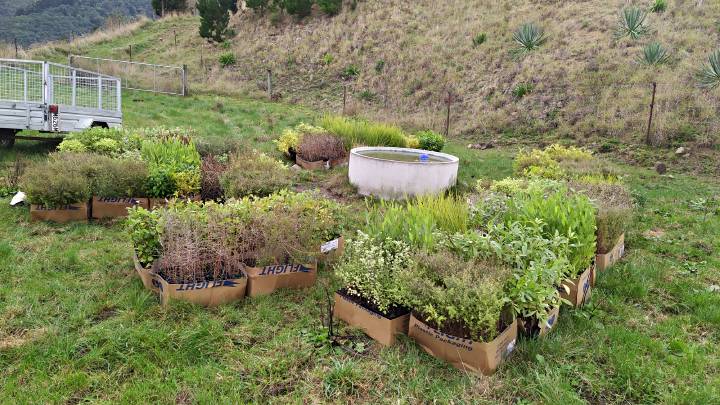 Plants in boxes arranged around a water trough