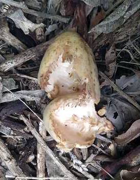 An empty fruit shell on the ground