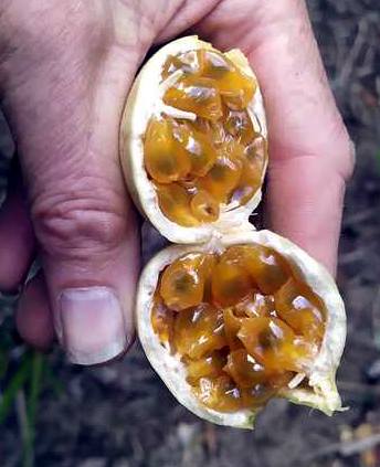 The inside of a ripe fruit showing the edible pulp complete with seeds