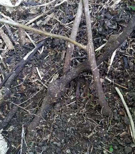 Vine stems as they enter the ground