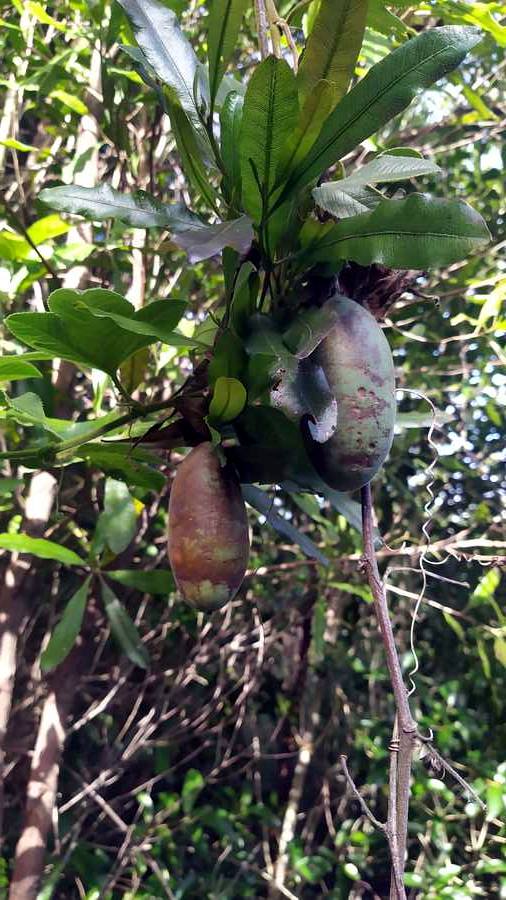 Green fruit on the vine