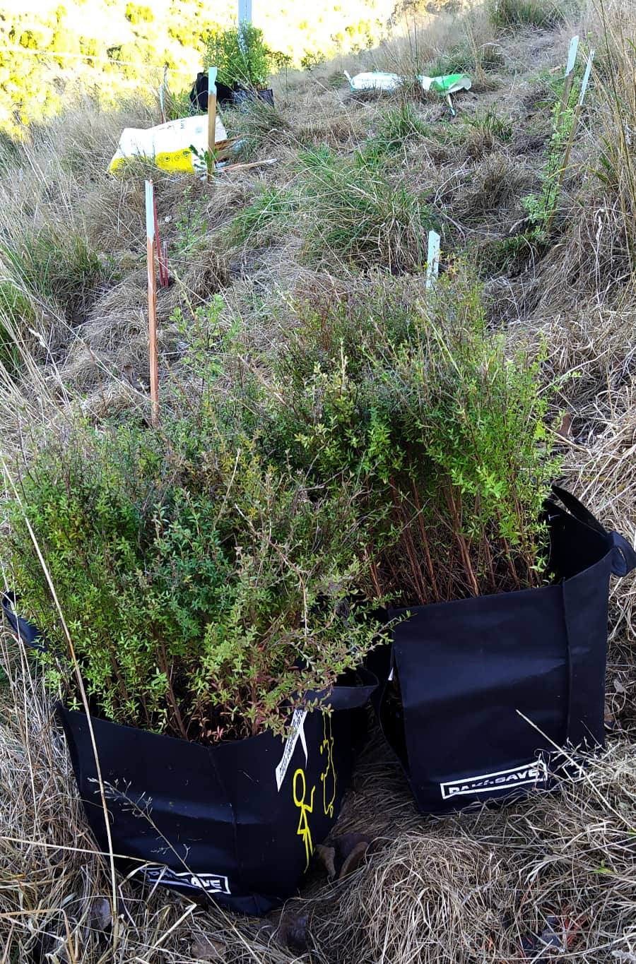 Manuka plants in shopping bags ready to be planted