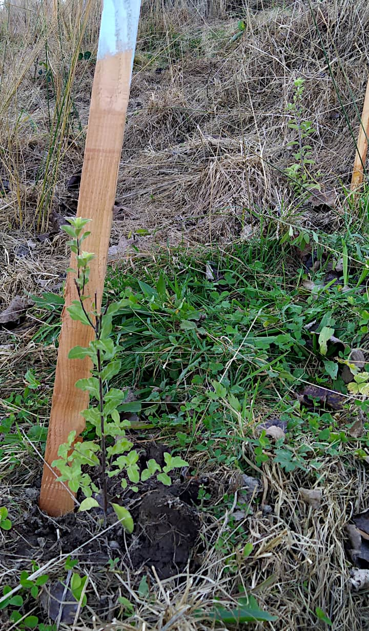 A pitisporum plant by a wooden marker stick