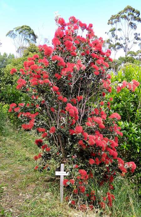 Picture of Pohutukawa tree in bloom