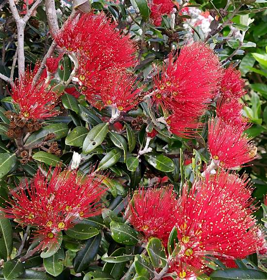 Close-up of Pohutukawa blooms